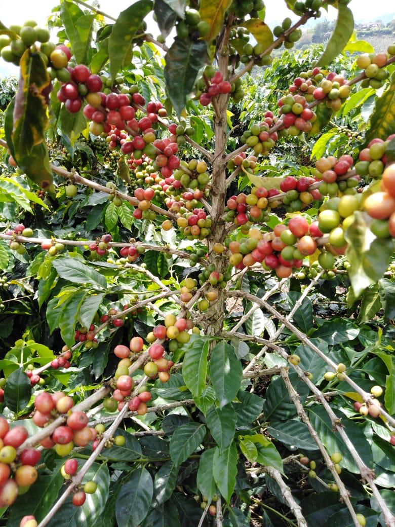 Kamica - El Salvador